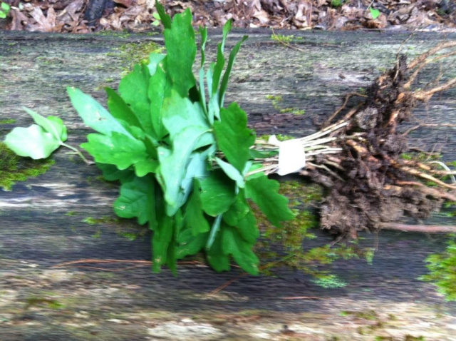 50 White Oak Starter Seedlings 